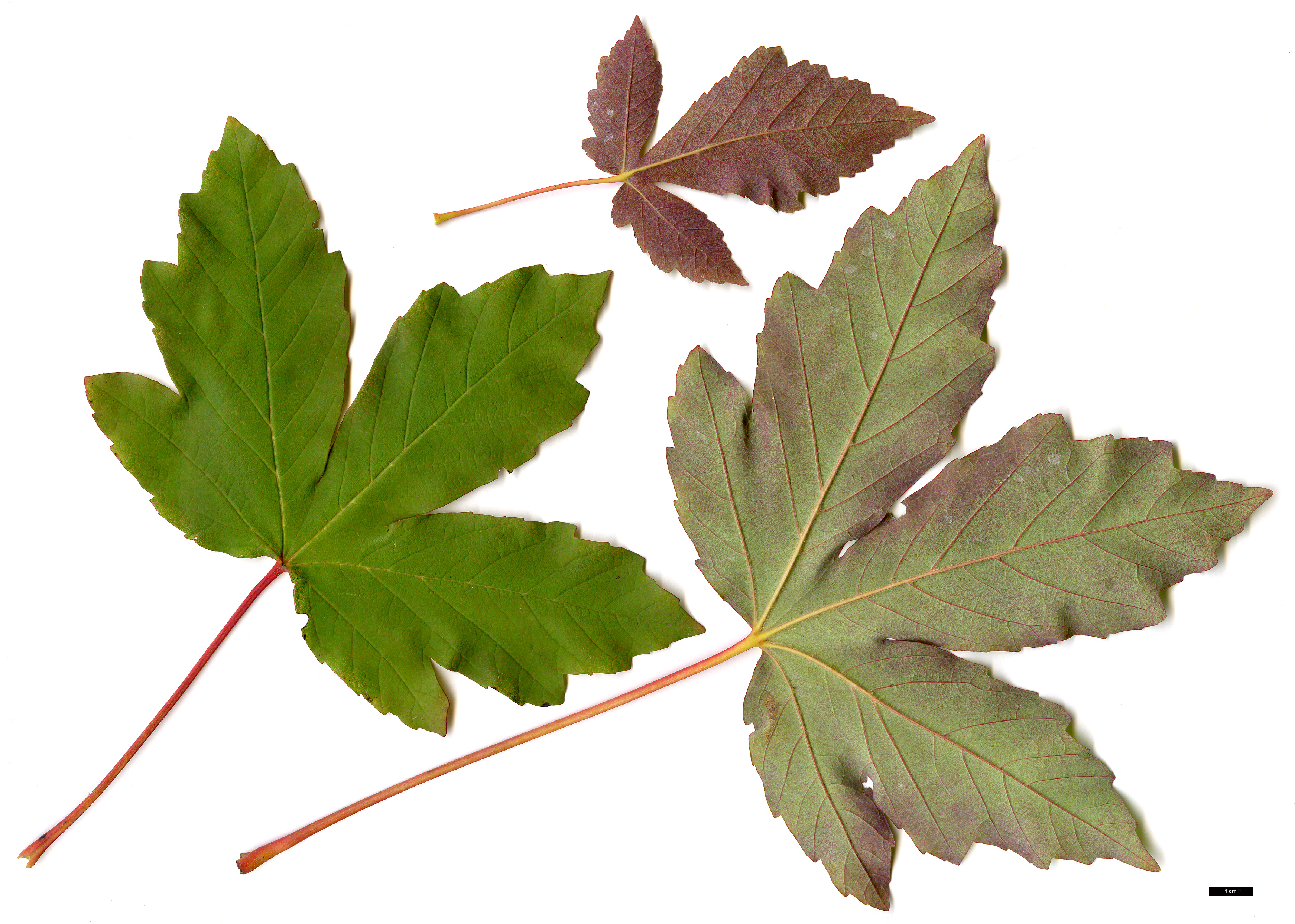 High resolution image: Family: Sapindaceae - Genus: Acer - Taxon: ×pseudoheldreichii (A.heldreichii × A.pseudoplatanus)